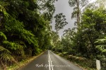 Trees-and-Road-in-Mount-Wilson-Blue-Mountains-NSW